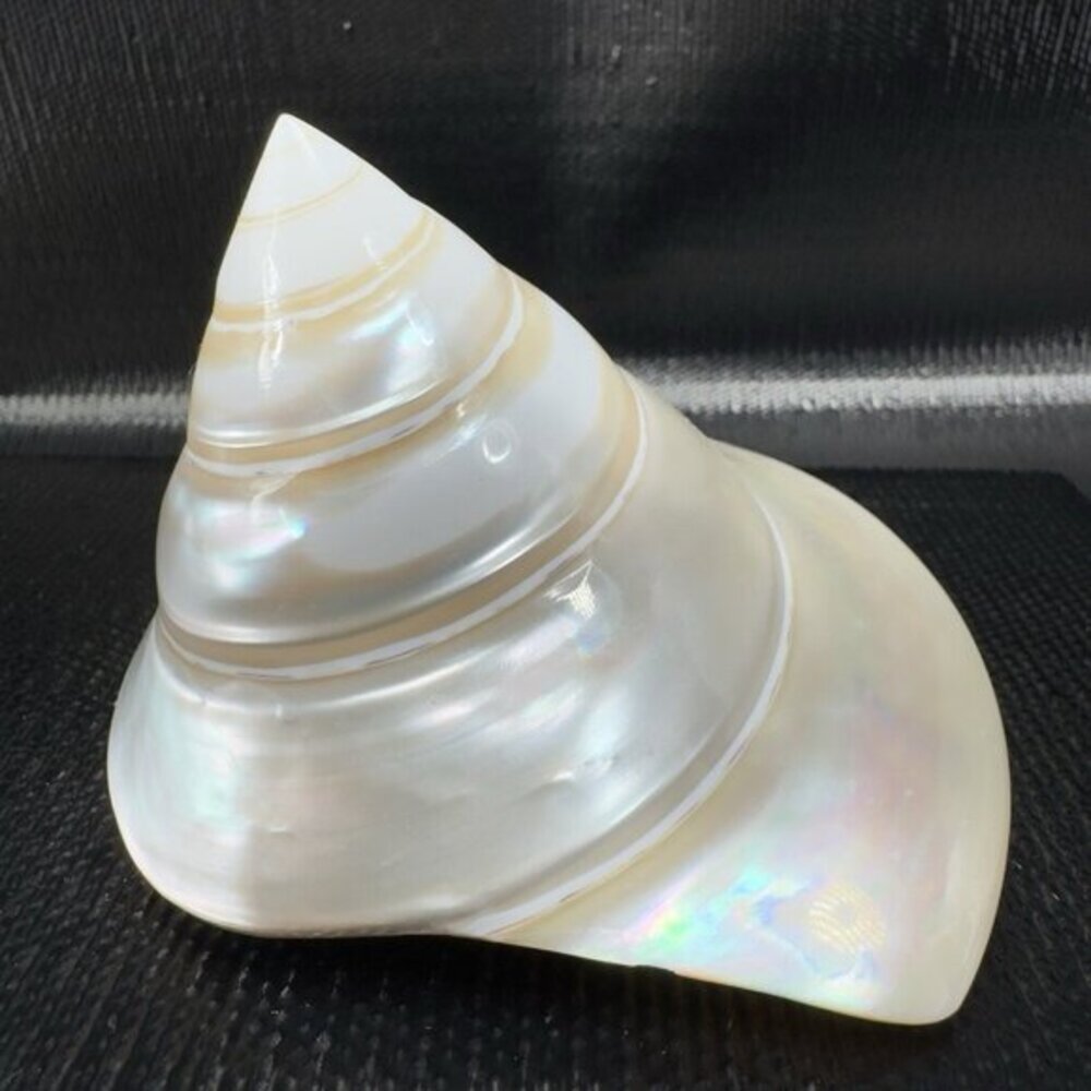 Natural Abalone Shell Iridescent Smooth Niloticus Trochus Pearl Sea Shell Decor‎